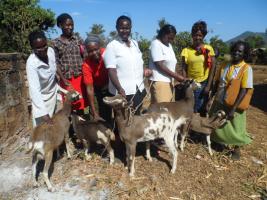 Community Banking - Using table banking to establish a business selling goat milk